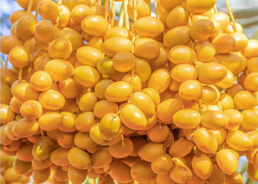 Olive oil and fresh olives